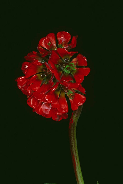 Nobuyoshi Araki, "Painting Flower," 2004/2014